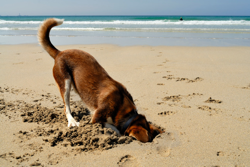 Por que alguns cães gostam tanto de cavar?