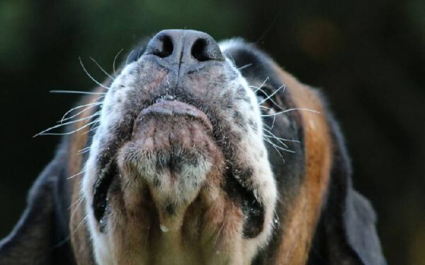 Por que cachorro tem bigodes?