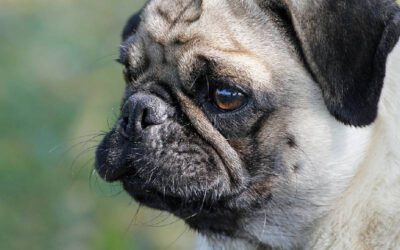 por-que-cachorro-tem-bigodes