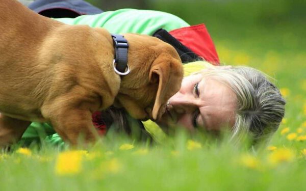 Por que os cachorros gostam de se apoiar nos tutores?