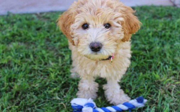 Por que os cachorros nos trazem brinquedos?