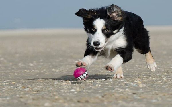 Por que os cachorros nos trazem brinquedos?