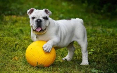 por-que-os-cachorros-nos-trazem-brinquedos