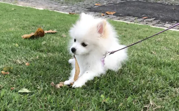 Quanto custa um lulu da Pomerânia? (Spitz Alemão)