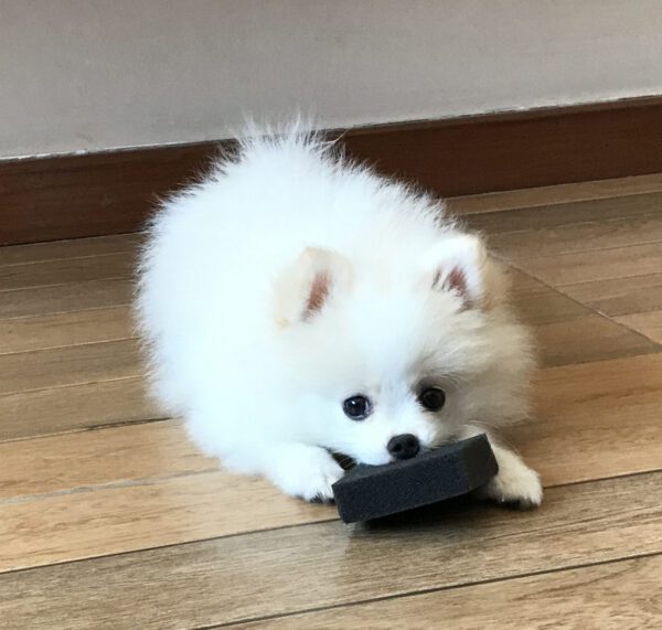 Quanto custa um lulu da Pomerânia? (Spitz Alemão) Quanto custa um lulu da Pomerânia? (Spitz Alemão)