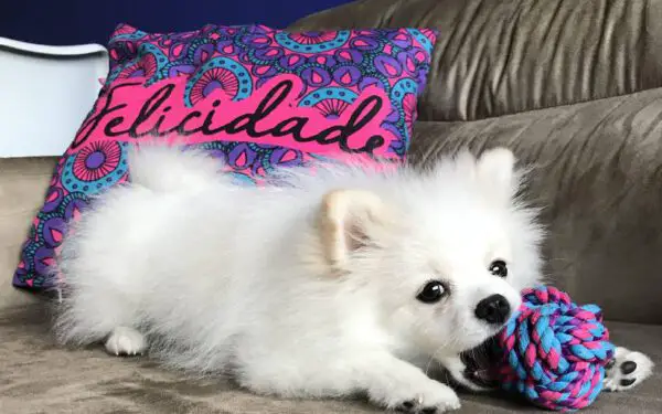 Quanto custa um lulu da Pomerânia? (Spitz Alemão) Quanto custa um lulu da Pomerânia? (Spitz Alemão)