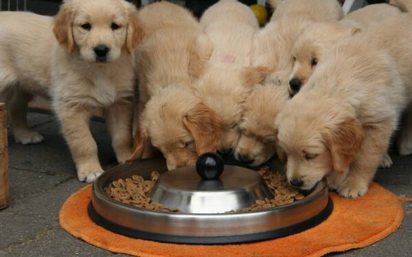 Ração hipoalergênica para cães - conheça todos os benefícios