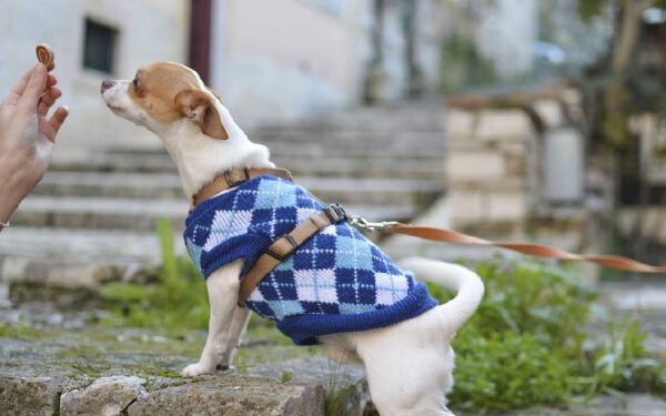 Ração hipoalergênica para cães - conheça todos os benefícios