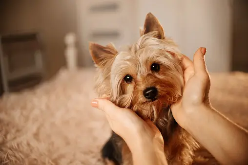 Sinais de que o seu cachorro precisa de atenção e carinho