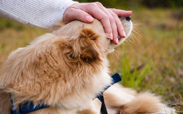 Sinais de que o seu cachorro precisa de atenção e carinho