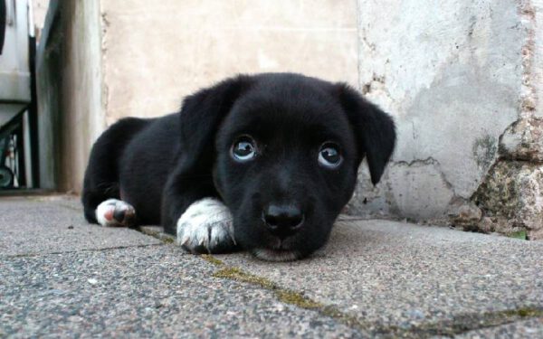 Sonhar com cachorro preto: qual o significado?