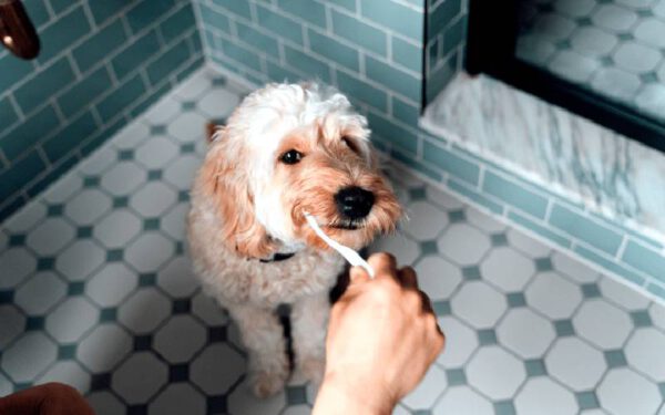 Como escovar os dentes do cachorro