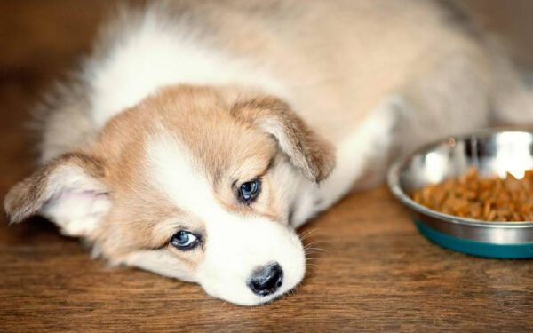 O cachorro não quer comer: o que pode estar acontecendo?