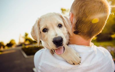 Por-que-as-pessoas-adoram-cachorros