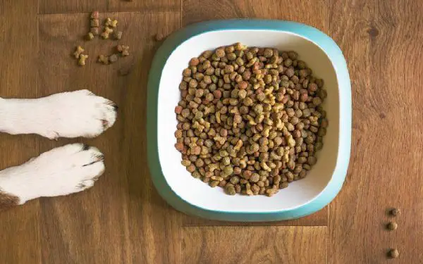 Qual a quantidade certa de comida para cachorros?