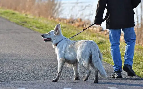 Quantas vezes o cachorro deve passear?