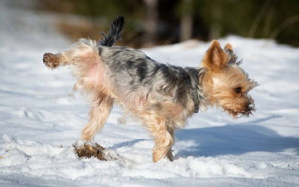 Quantas vezes o cachorro precisa fazer xixi?