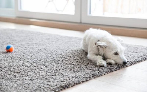 A tristeza nos cães: 09 sinais de depressão canina