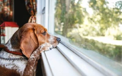 A tristeza nos cães: 09 sinais de depressão canina