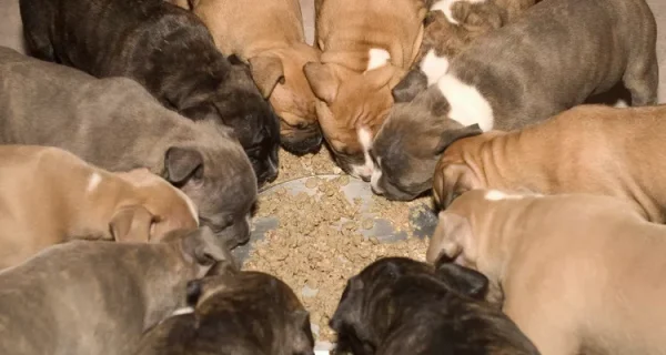 A alimentação do pitbull