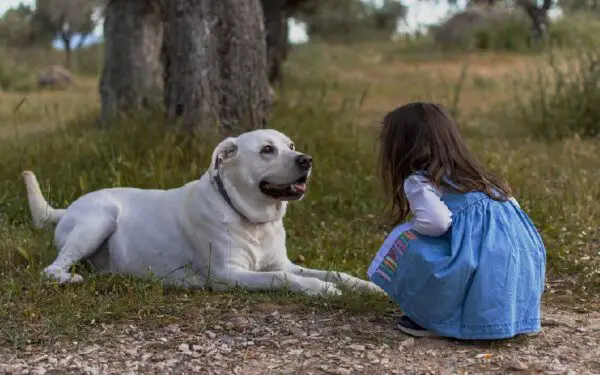 benefícios da convivência entre crianças e cachorros