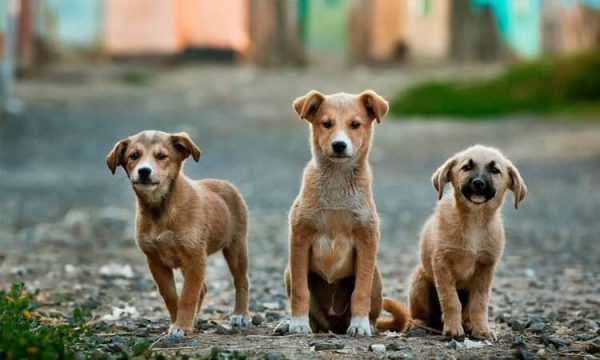 Cachorro perdido: o que fazer?