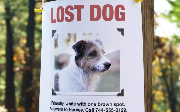 Cachorro perdido: o que fazer?