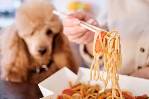 Cachorro pode comer macarrão?