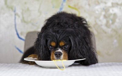 Cachorro pode comer macarrão?