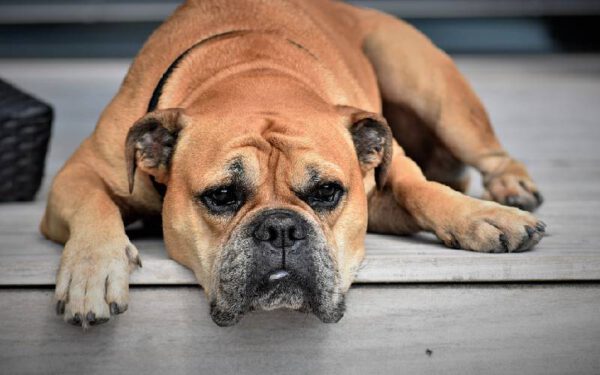 Cães dominantes: dicas de adestramento