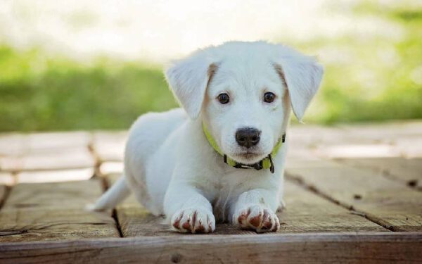 Cães dominantes: dicas de adestramento