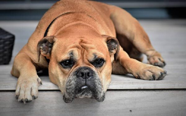 Câncer em cães: 12 sinais de alerta para os tutores