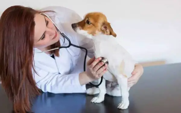 Câncer em cães: 12 sinais de alerta para os tutores