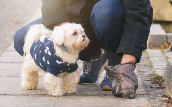 Dicas para lidar com o cocô do cachorro