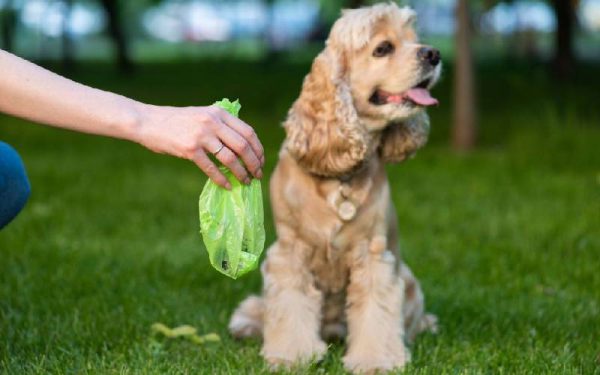 Cocô do cachorro: como descartar?