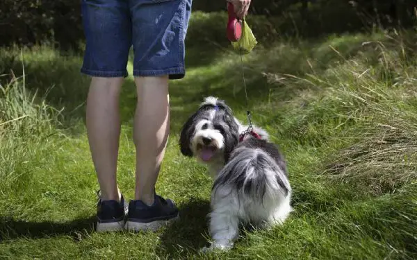 Cocô do cachorro: como descartar?