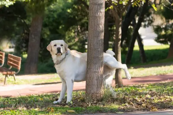 Coisas-que-o-cachorro-deve-fazer-todo-dia