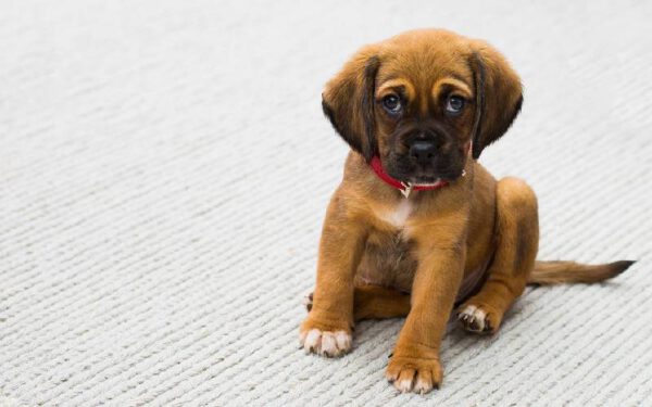 coisas que os tutores nunca devem fazer com filhotes de cachorros