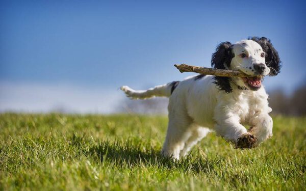 coisas que os tutores nunca devem fazer com filhotes de cachorros