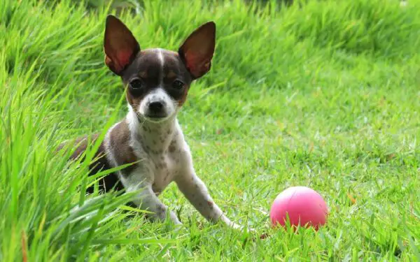 coisas que os tutores nunca devem fazer com filhotes de cachorros