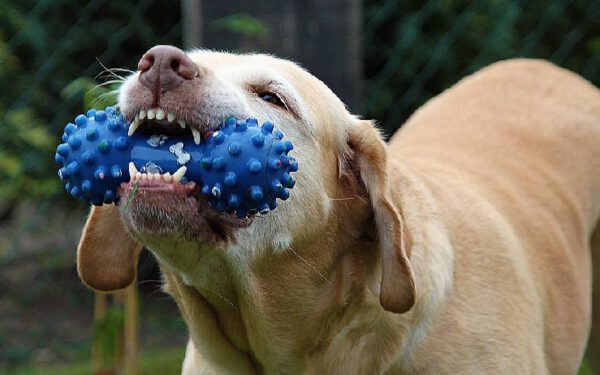 Como escovar os dentes do cachorro