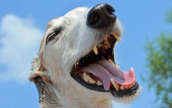 Como escovar os dentes do cachorro