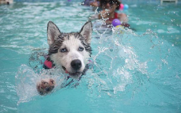 fatos surpreendentes sobre os cachorros