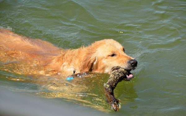 fatos surpreendentes sobre os cachorros