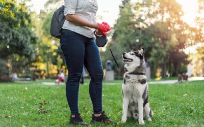 dicas-para-lidar-com-o-coco-do-cachorro