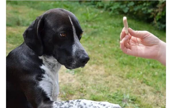 O cachorro não quer comer: o que pode estar acontecendo?