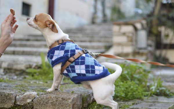 Os cachorros podem usar roupas?