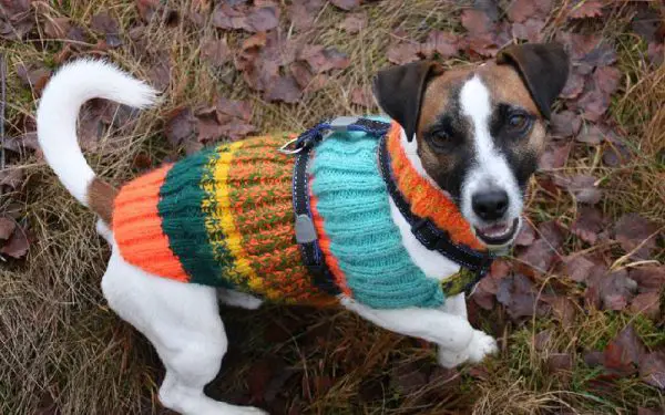 Os cachorros podem usar roupas?