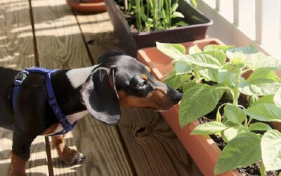 15 plantas seguras para casas com cães