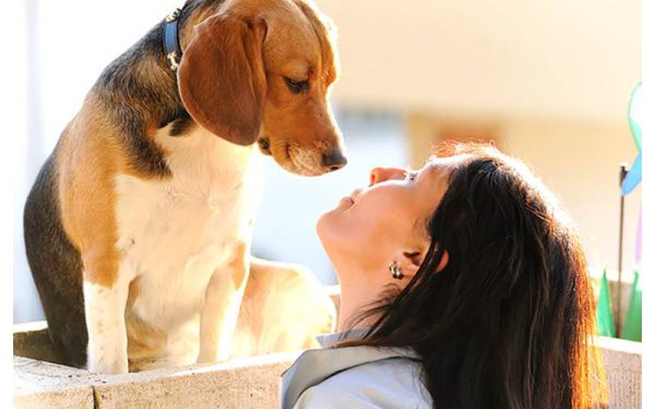 Por que as pessoas adoram cachorros?